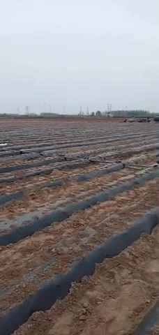 Film de paillis en plastique noir agricole biodégradable de haute qualité en Chine