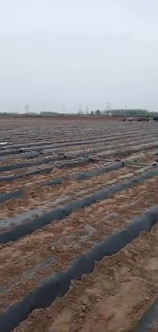 Film de paillis en plastique noir agricole biodégradable